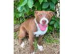 Adopt Arora a Labrador Retriever / Mixed dog in Norman, OK (41403700)