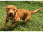 Adopt Hotsauce a Labrador Retriever / Mixed dog in Norman, OK (41403698)