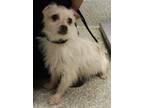 Adopt Bianca a Terrier (Unknown Type, Medium) / Mixed dog in Pomona
