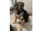 Adopt a German Shepherd Dog / Mixed dog in Pomona, CA (41469711)
