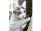 Adopt Tuna a White (Mostly) Domestic Shorthair / Mixed cat in San Luis Obispo