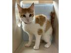 Adopt Sunshine a Domestic Shorthair / Mixed cat in Lincoln, NE (41469709)