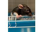 Adopt Dumbo a Rat small animal in Lincoln, NE (41469708)