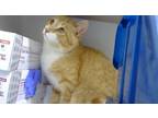 Adopt Bean a Domestic Shorthair / Mixed cat in Lincoln, NE (41469707)