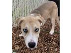 Adopt Freda a Siberian Husky / Pit Bull Terrier / Mixed dog in Lincoln