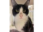 Adopt Butler a Domestic Shorthair / Mixed cat in Lincoln, NE (41469705)