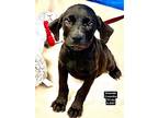 Adopt Emerald the Lab Puppy a Black Labrador Retriever / Mixed dog in Muskego
