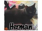 Adopt Herman a All Black Domestic Shorthair / Mixed (short coat) cat in Perris
