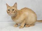 Adopt SPARKLES a Orange or Red Domestic Mediumhair / Mixed (medium coat) cat in