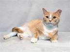 Adopt LEONARDO a Orange or Red Domestic Mediumhair / Mixed (medium coat) cat in
