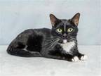 Adopt BANJO a Black & White or Tuxedo Domestic Mediumhair / Mixed (medium coat)