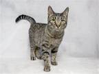 Adopt TOMOE a Gray or Blue Domestic Mediumhair / Mixed (medium coat) cat in