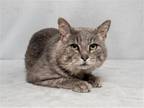 Adopt MURPHY a Gray or Blue Domestic Mediumhair / Mixed (medium coat) cat in