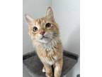Adopt Fletcher a Orange or Red Domestic Longhair / Mixed (long coat) cat in