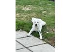 Adopt Saber a White Great Pyrenees / Mixed dog in Spokane, WA (41227015)