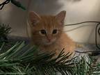 Adopt Tiger a Orange or Red Tabby American Shorthair / Mixed (short coat) cat in