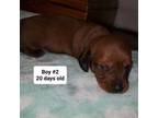 Dachshund Puppy for sale in Stockton, CA, USA