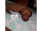 Dachshund Puppy for sale in Stockton, CA, USA