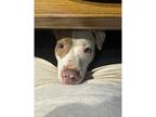 Adopt Bella a Pit Bull Terrier / Mixed dog in Kalamazoo, MI (41298384)