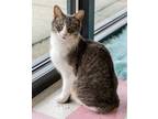 Adopt Mittens - KBC a Gray or Blue (Mostly) Domestic Shorthair / Mixed (short