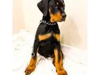Doberman Pinscher Puppy for sale in Mount Vernon, WA, USA