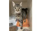Adopt Tom Tom a Brown Tabby Domestic Shorthair / Mixed (short coat) cat in