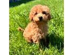 Poodle (Toy) Puppy for sale in Milwaukee, WI, USA