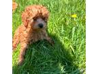 Poodle (Toy) Puppy for sale in Milwaukee, WI, USA