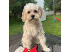 Cavapoo Puppy for sale in Sterling Heights, MI, USA