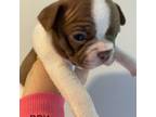 Boston Terrier Puppy for sale in Lebanon, OH, USA