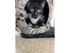 Adopt Samantha a Domestic Shorthair / Mixed cat in Kalamazoo, MI (41396835)