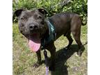 Adopt Pluto a Black - with White Pit Bull Terrier / Mixed dog in Eatontown