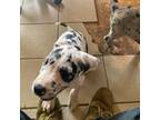 Great Dane Puppy for sale in Falmouth, KY, USA
