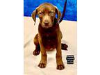 Adopt Choco the Lab Puppy a Brown/Chocolate Labrador Retriever / Mixed dog in