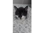 Adopt Theodore (Theo) a Black & White or Tuxedo Domestic Mediumhair / Mixed