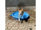Adopt Gretel a Pit Bull Terrier / Mixed dog in Kalamazoo, MI (40958573)