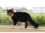 Adopt Rhysand a Domestic Mediumhair / Mixed cat in Kalamazoo, MI (41456902)