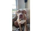 Adopt Bruno a Tan/Yellow/Fawn - with White American Pit Bull Terrier / Mixed dog