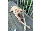 Adopt Penny S a Tan/Yellow/Fawn Hound (Unknown Type) / Mixed dog in Decatur