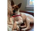 Adopt Jovie a White - with Brown or Chocolate Australian Cattle Dog / Terrier