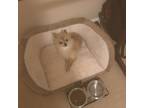 Adopt Louie a Tan/Yellow/Fawn Pomeranian / Mixed dog in Rock Hill, SC (41413712)