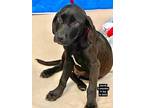Adopt Jacob the Lab Puppy a Black Labrador Retriever / Mixed dog in Muskego