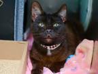 Adopt Penny a Domestic Shorthair / Mixed cat in Brooklyn, NY (41469644)