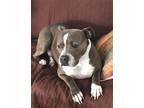 Adopt XP - Jasmine SENIOR a Pit Bull Terrier / Mixed dog in Rockaway