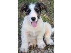 Adopt Tater Tot LOWRIDER Lonestar a White - with Brown or Chocolate Dachshund /