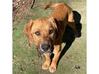 Adopt Chenille Barkville a Labrador Retriever / Mixed dog in Rockaway