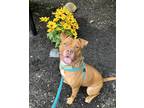 Adopt Rusty Lizman a American Pit Bull Terrier / Mixed dog in Rockaway