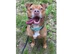 Adopt Rusty Lizman a American Pit Bull Terrier / Mixed dog in Rockaway