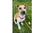 Adopt Pedro Lowrider Bean a White - with Tan, Yellow or Fawn Jack Russell