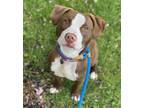 Adopt Loki NJ a Brown/Chocolate - with White Pit Bull Terrier / Mixed dog in